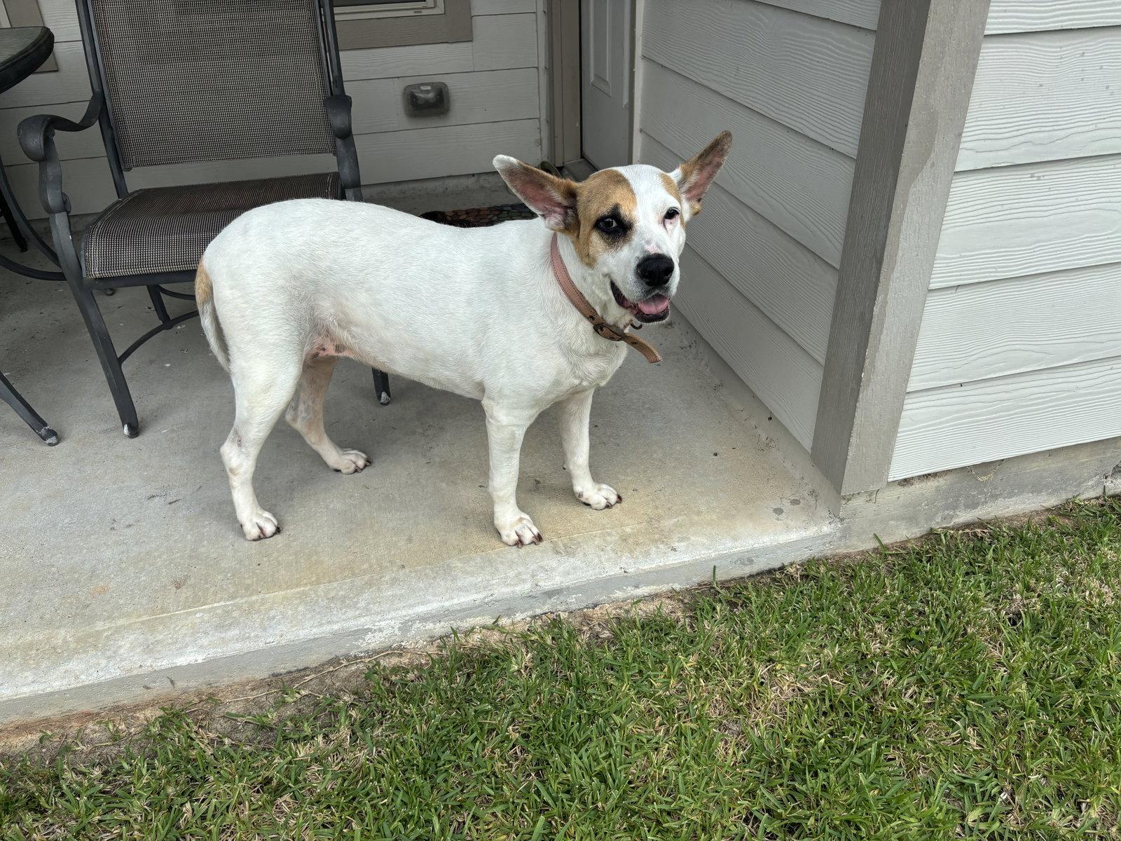 Roxy, Adoptable, Adult Female Labrador Retriever & Shepherd.