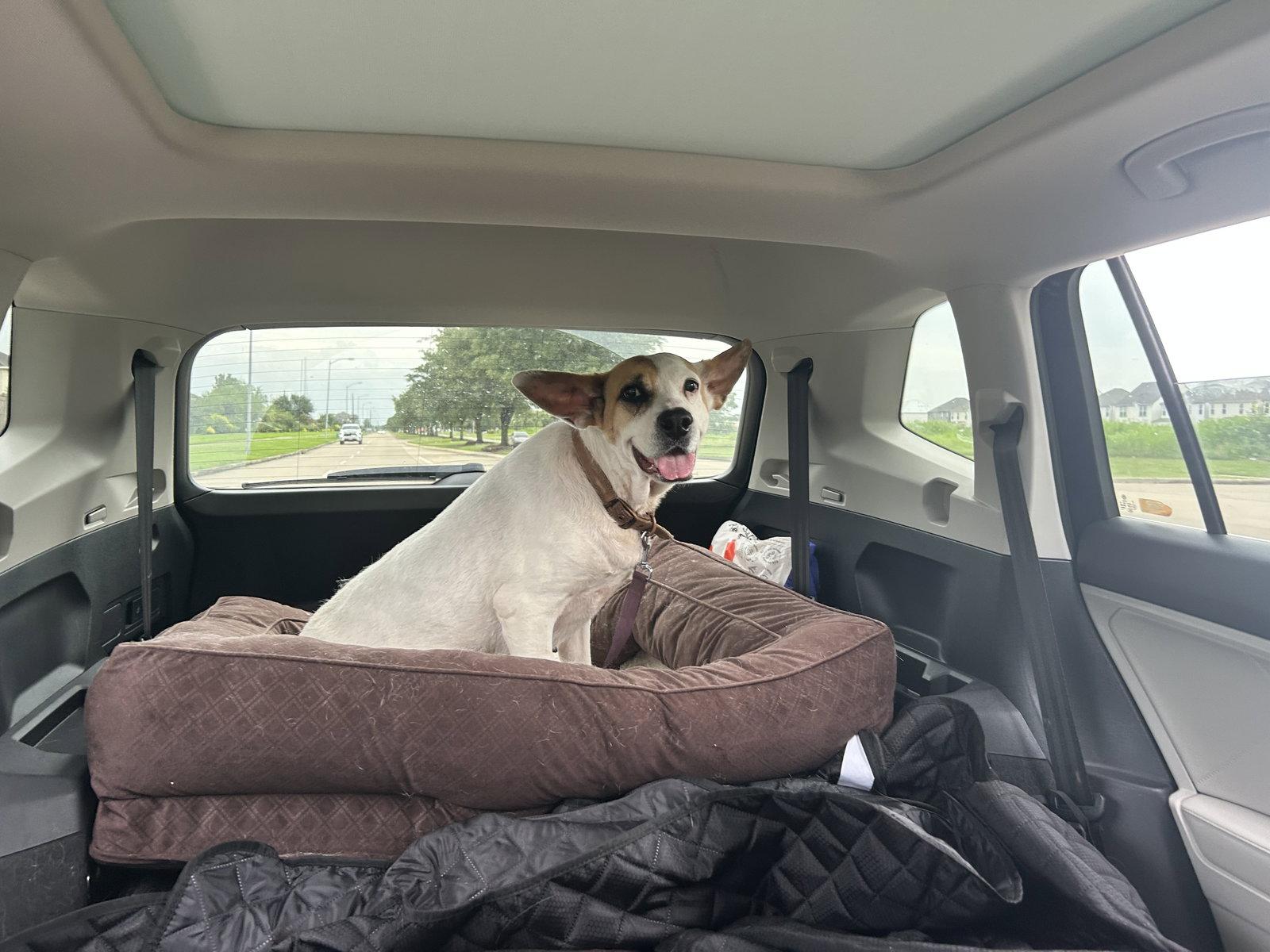 Enlarge Roxy, a Adoptable mixed breed in The Woodlands, TX image 2/3
