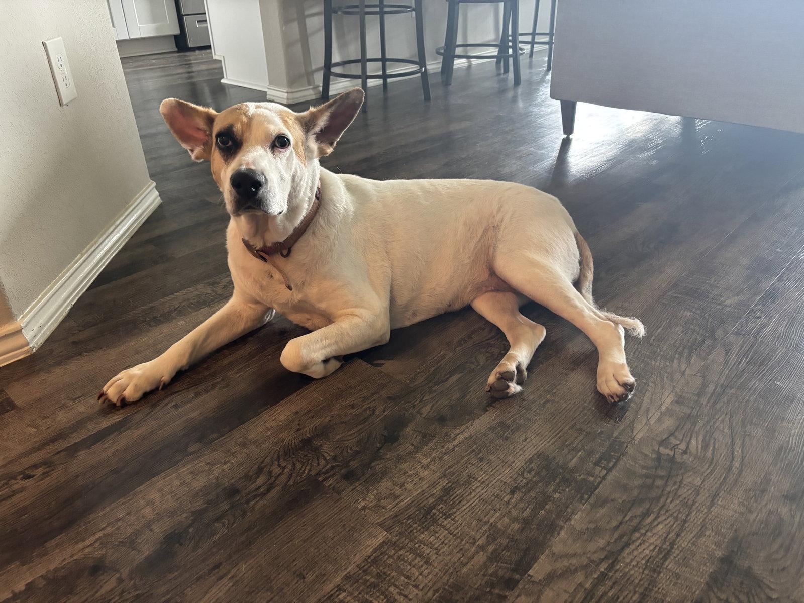 Enlarge Roxy, a Adoptable mixed breed in The Woodlands, TX image 3/3