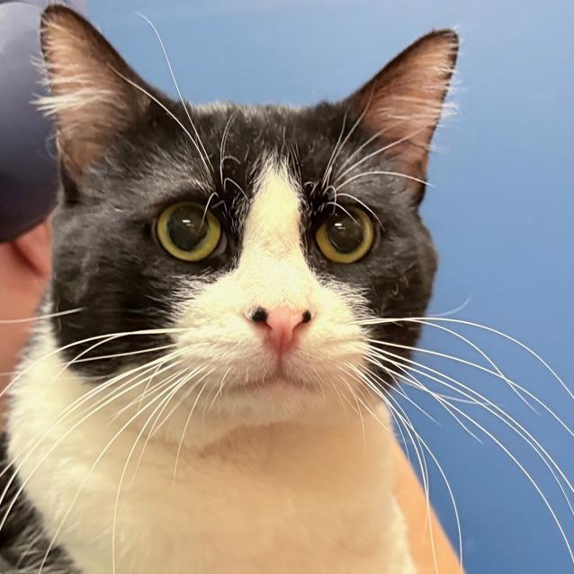 Kirk, Adoptable, Adult Male Domestic Short Hair.