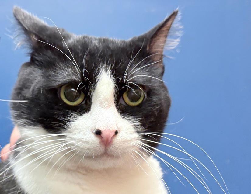 Enlarge Kirk, a Adoptable Domestic Short Hair in Columbus, IN image 2/2