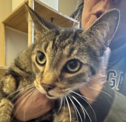 Larry, Adoptable, Adult Male Domestic Short Hair & Domestic Short Hair.