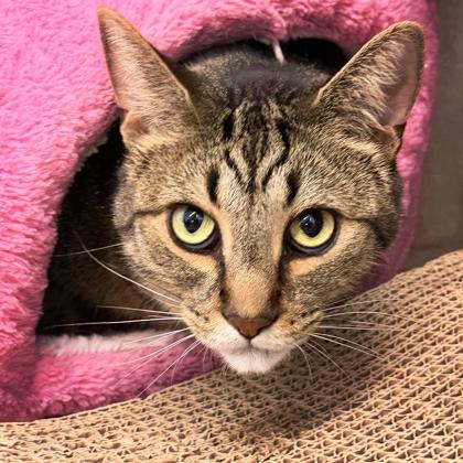 Larry, Adoptable, Adult Male Domestic Short Hair & Domestic Short Hair.