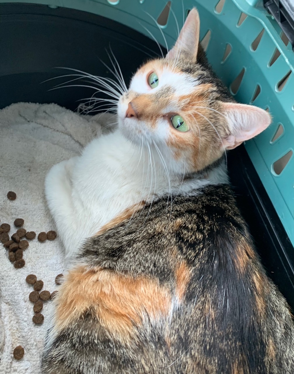 Willow, Adopted, Adult Female American Shorthair.