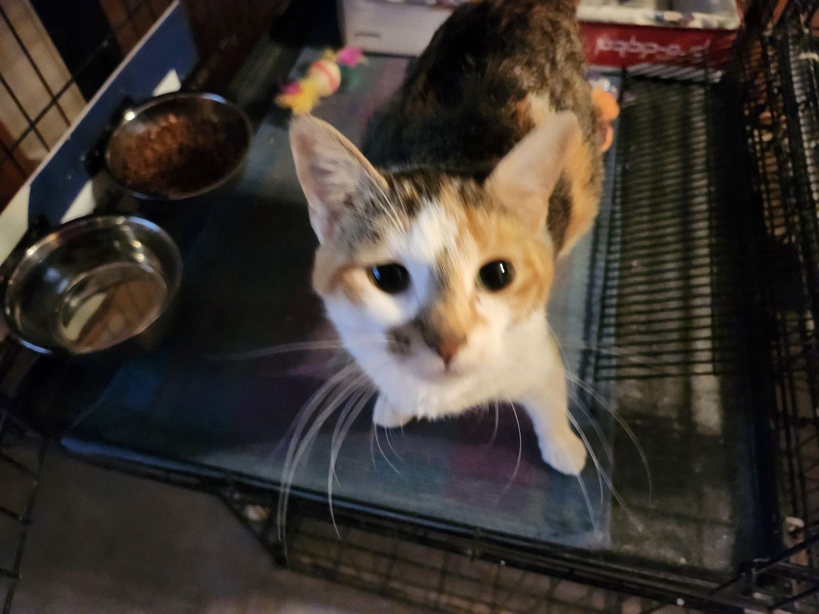 Enlarge Willow, a Adopted American Shorthair in Woodbridge, VA image 2/2