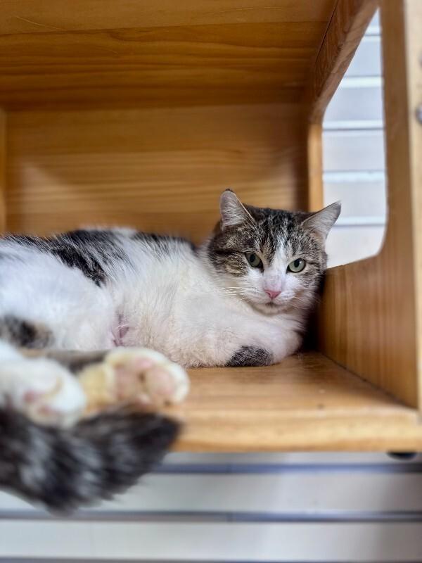 Alice, Adoptable, Adult Female Domestic Short Hair.