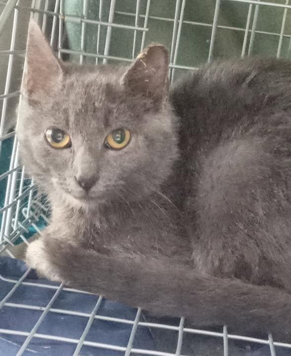 Enlarge Tundra, a Adoptable mixed breed in Cookeville, TN image 2/2