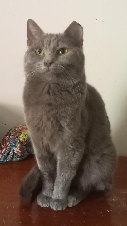 Tundra, Adoptable, Young Male Domestic Short Hair & Russian Blue.
