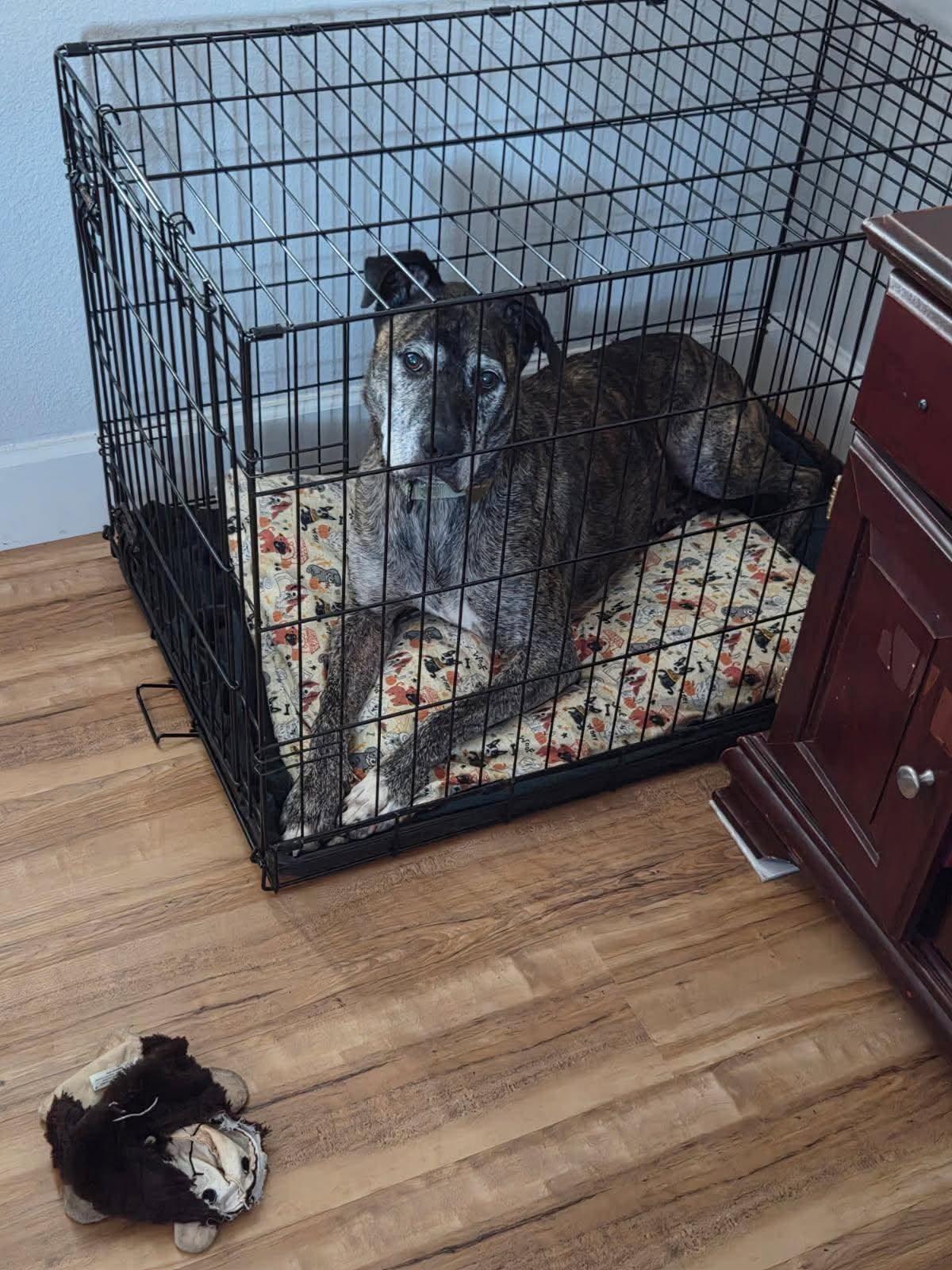Enlarge Fabian, a Adoptable Mixed Breed in Portland, OR image 4/6