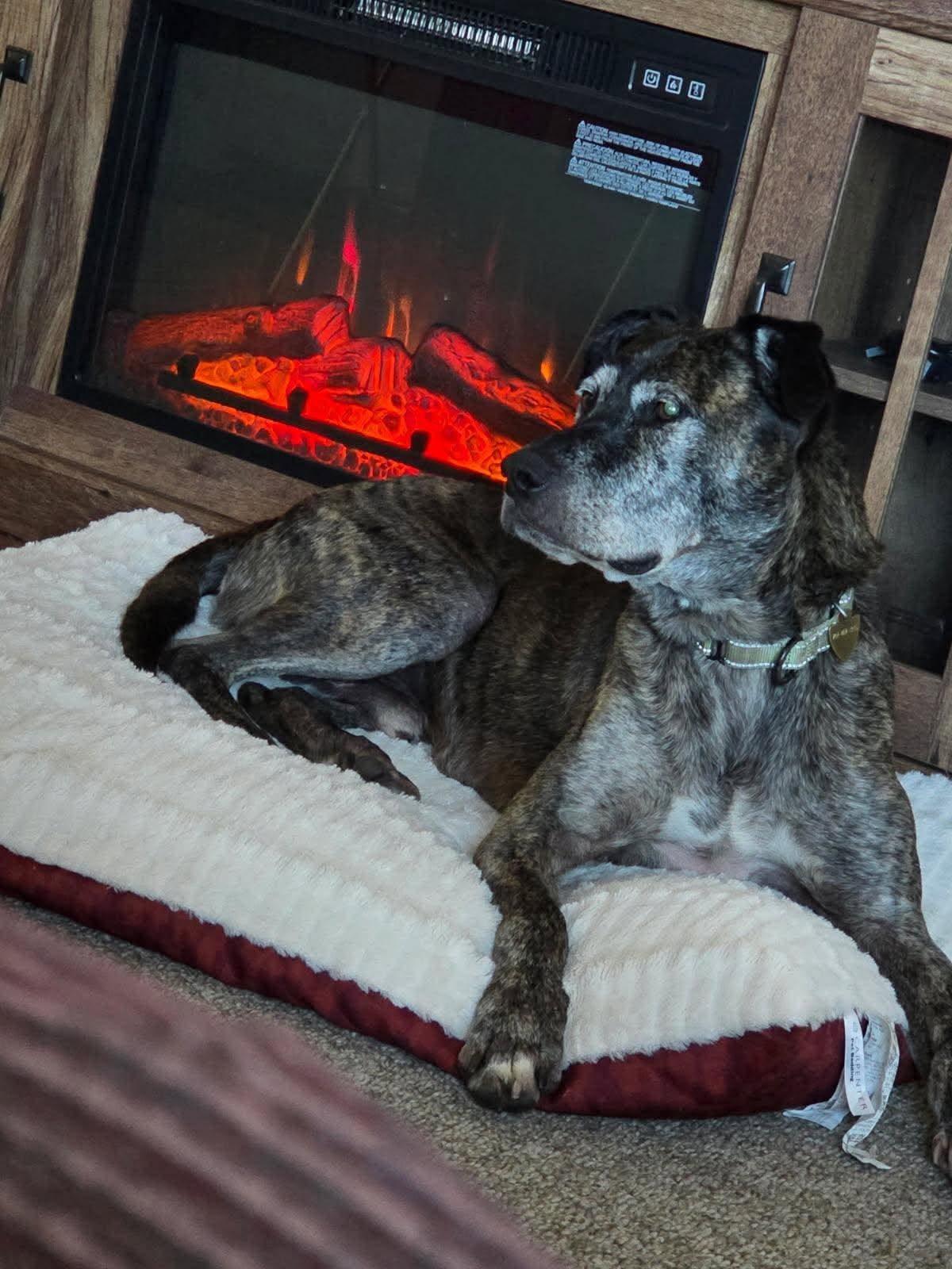 Enlarge Fabian, a Adoptable Mixed Breed in Portland, OR image 6/6