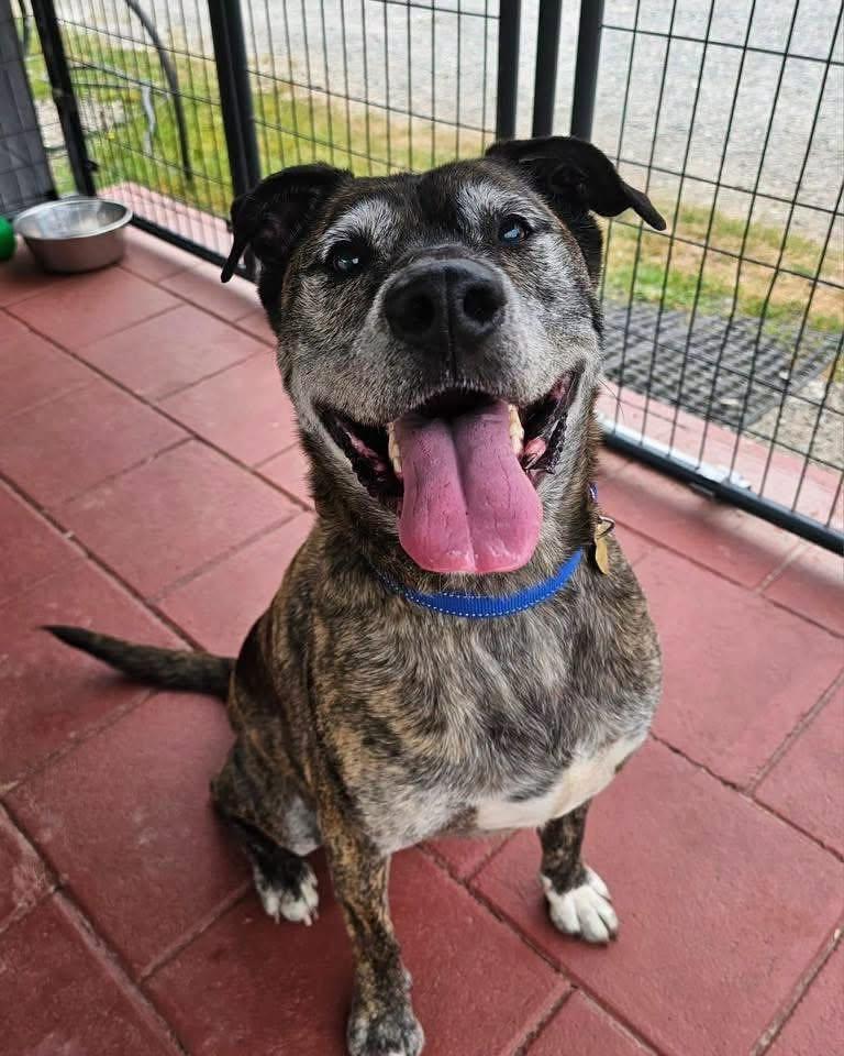 Fabian, Adoptable, Adult Male Mixed Breed.