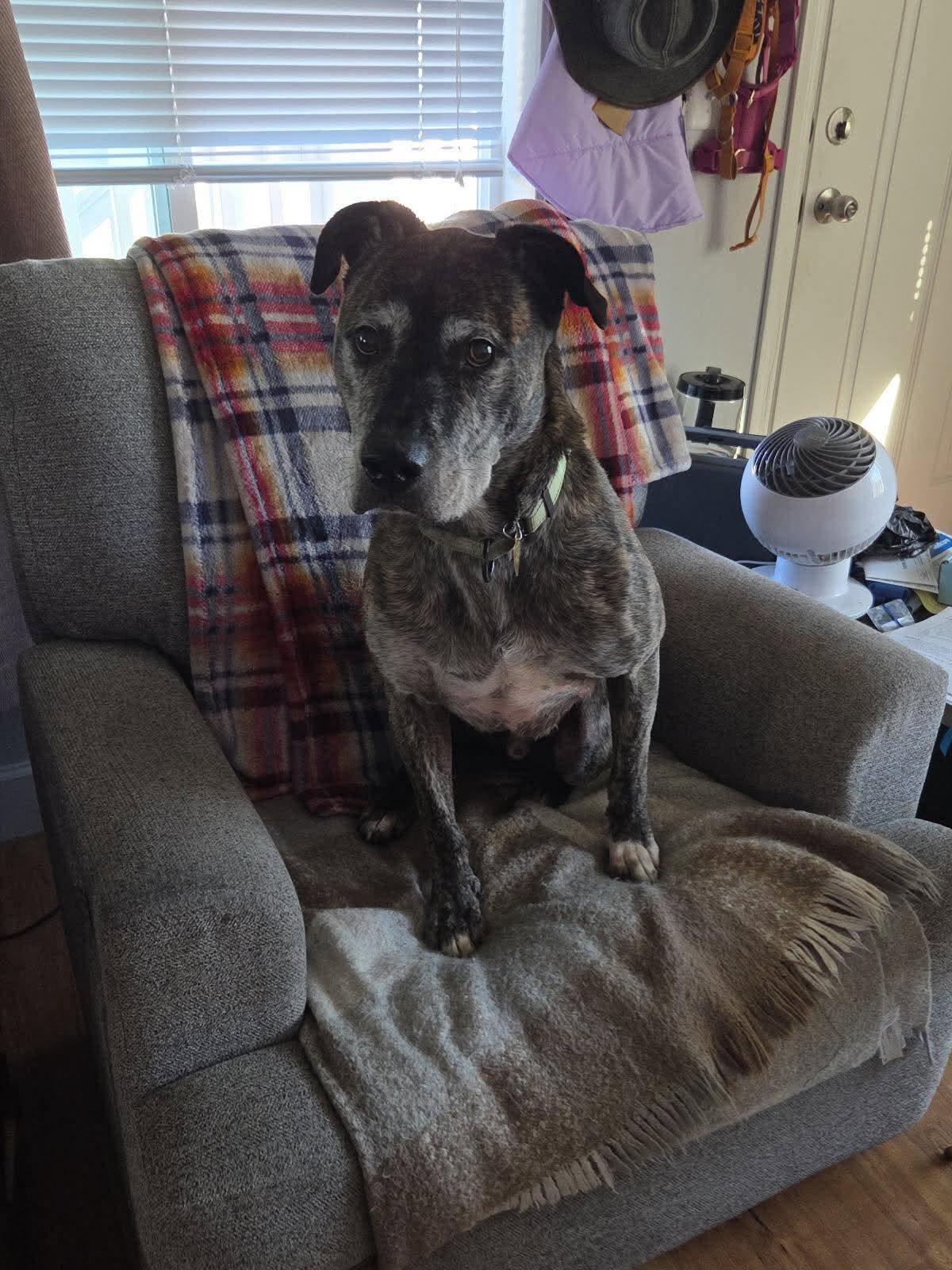Enlarge Fabian, a Adoptable Mixed Breed in Portland, OR image 5/6