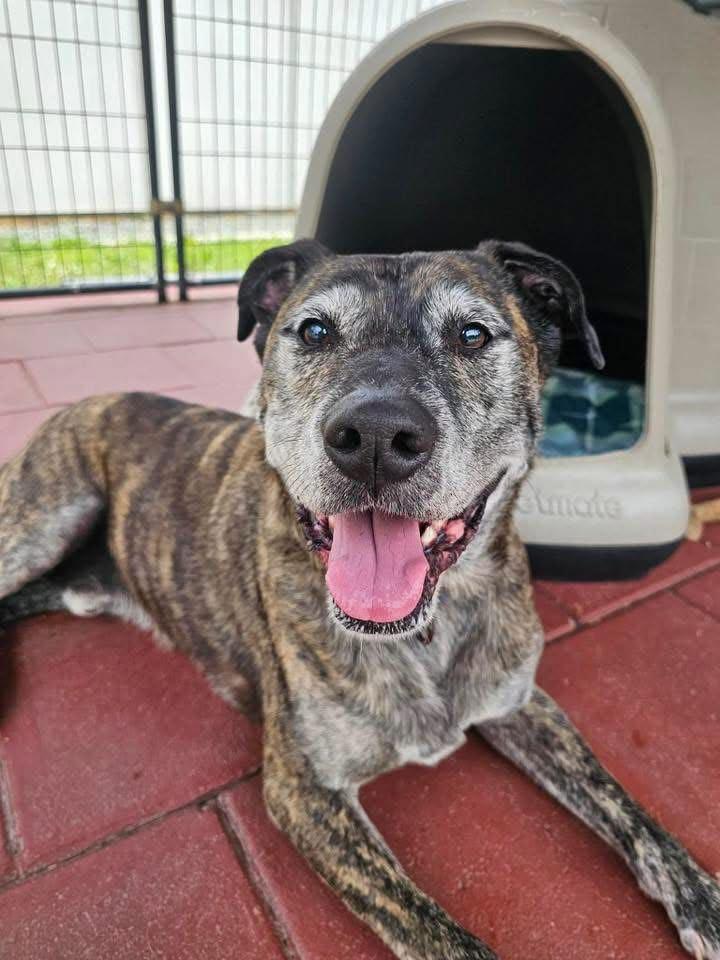 Enlarge Fabian, a Adoptable Mixed Breed in Portland, OR image 2/6