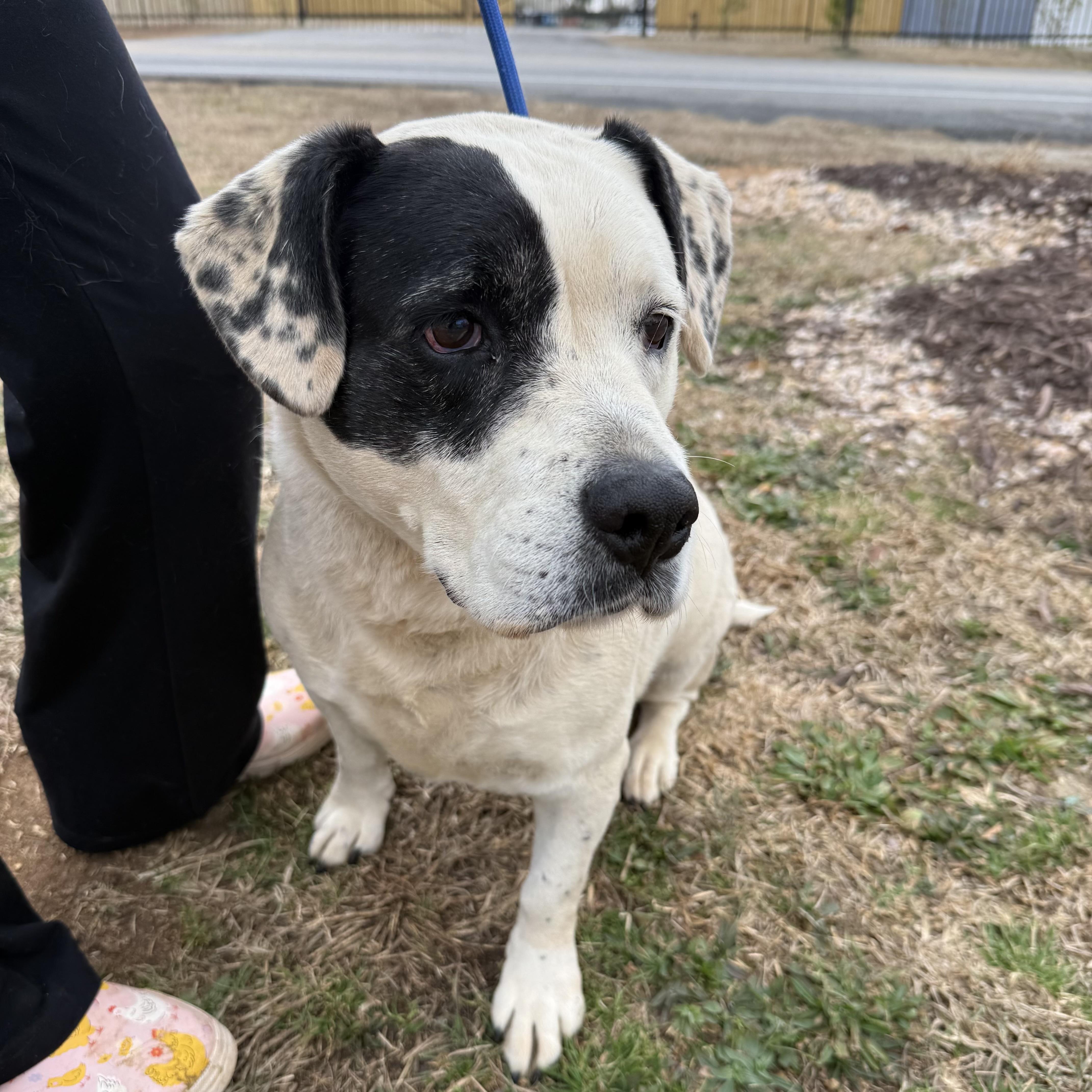 Savannah — thumbnail 2