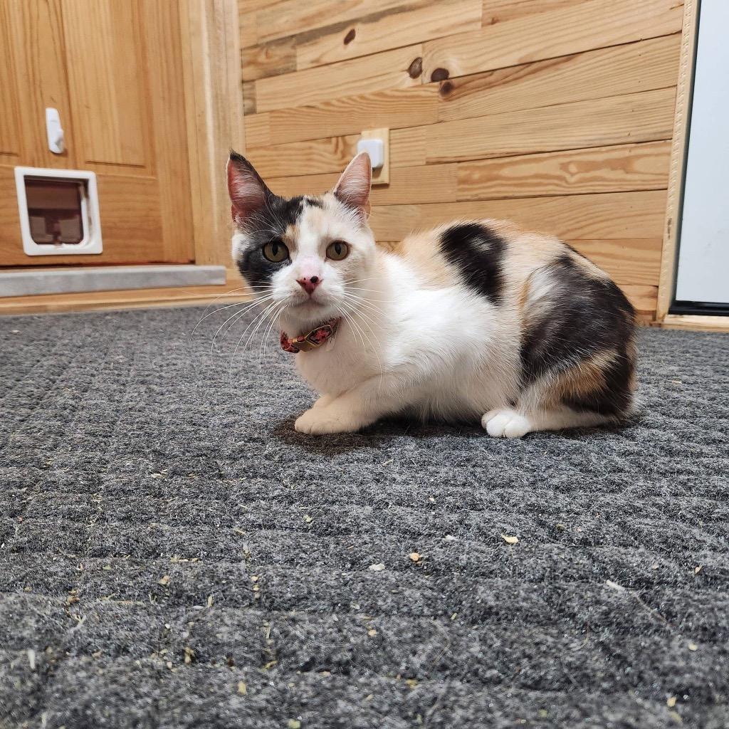 Enlarge Angelica, a Adoptable Calico in Charlotte, MI image 2/5