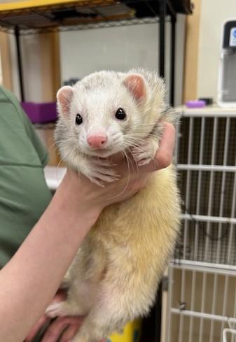 Opi, ADOPTABLE, Adult Male Ferret.