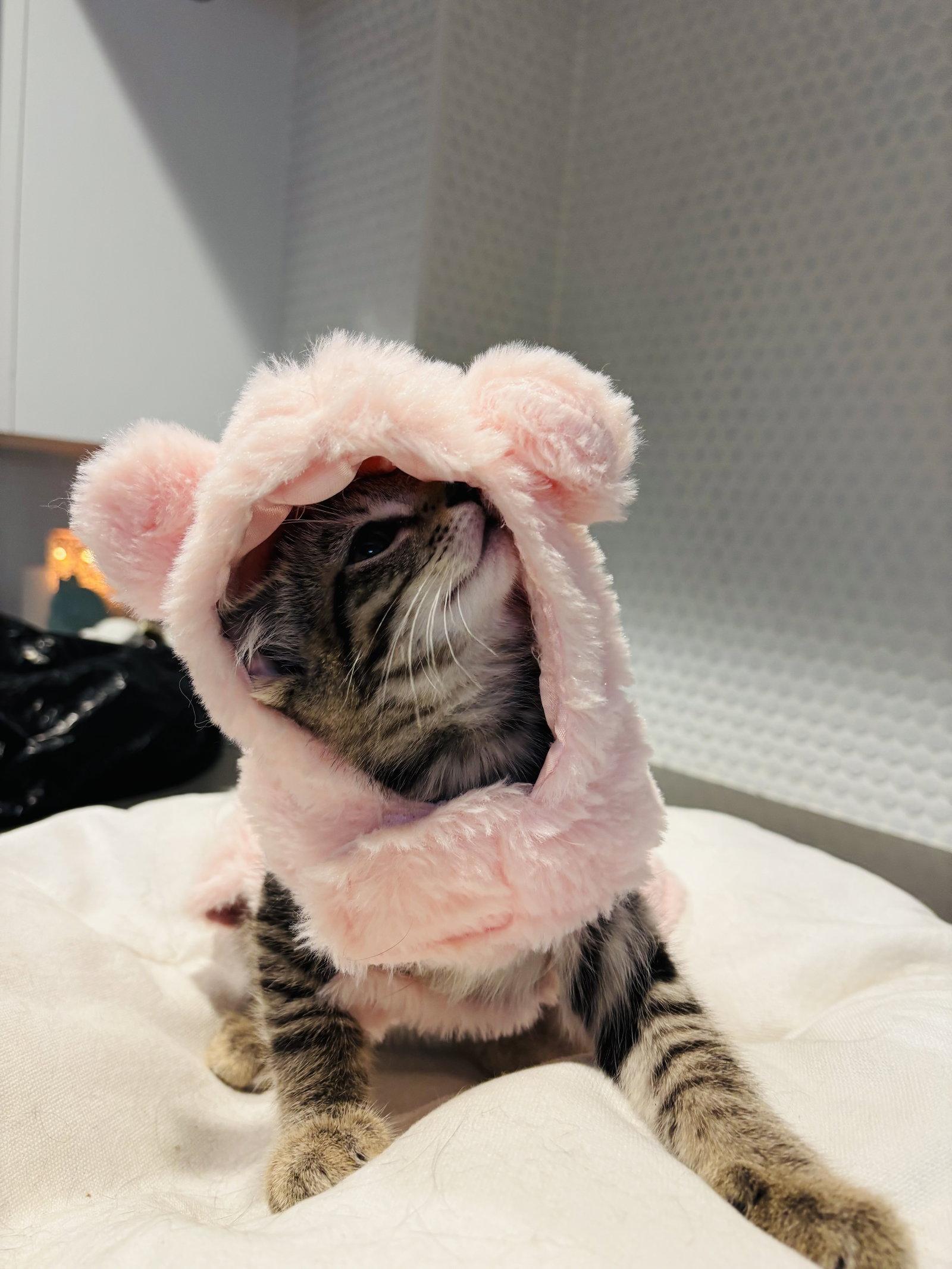 Enlarge Pickles, a Adopted Domestic Short Hair in King George, VA image 2/2