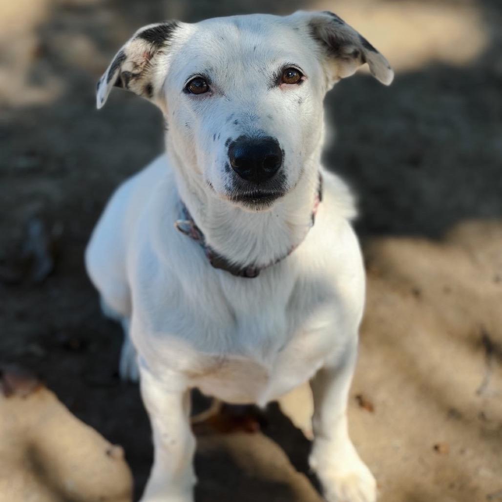 Minty, Adoptable, Adult Female Australian Cattle Dog / Blue Heeler & Cardigan Welsh Corgi.