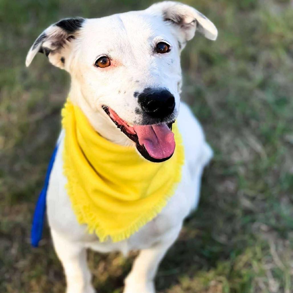 Minty, a Adoptable mixed breed in Wadena, MN image 2/4