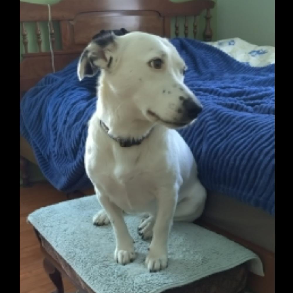 Enlarge Minty, a Adoptable mixed breed in Wadena, MN image 3/5