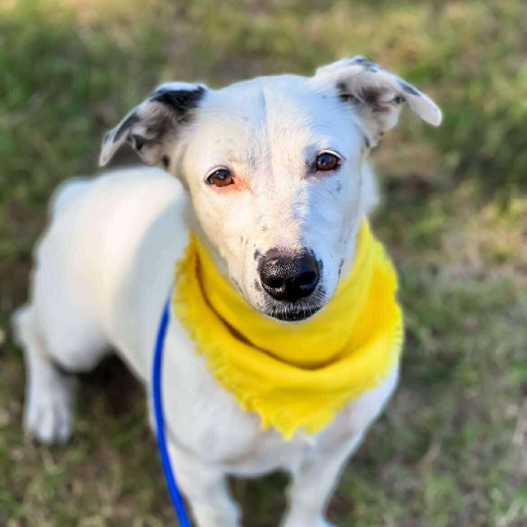 Minty, Adoptable, Adult Female Australian Cattle Dog / Blue Heeler & Cardigan Welsh Corgi.