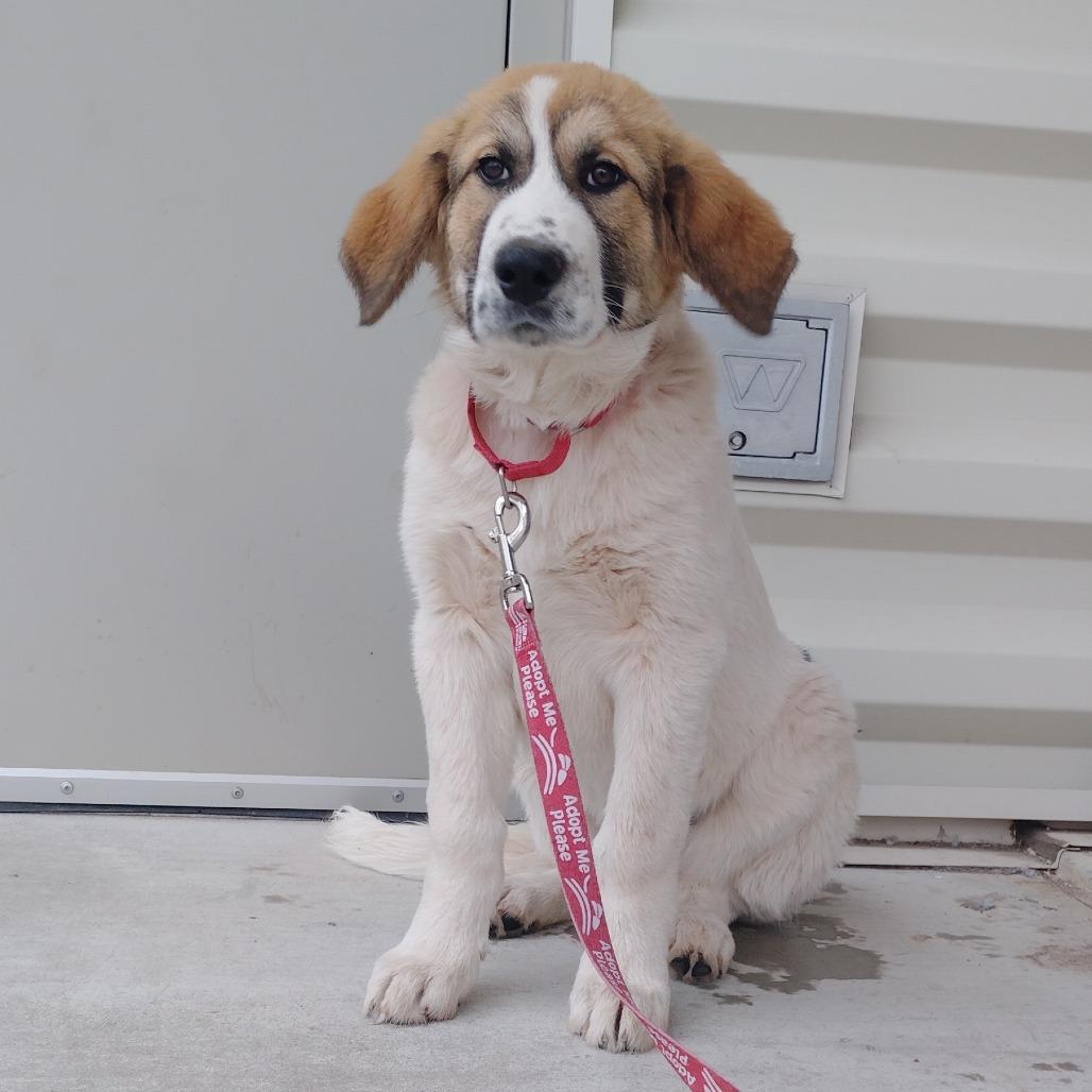 Enlarge Vince, a Adoptable mixed breed in Tulsa, OK image 1/6