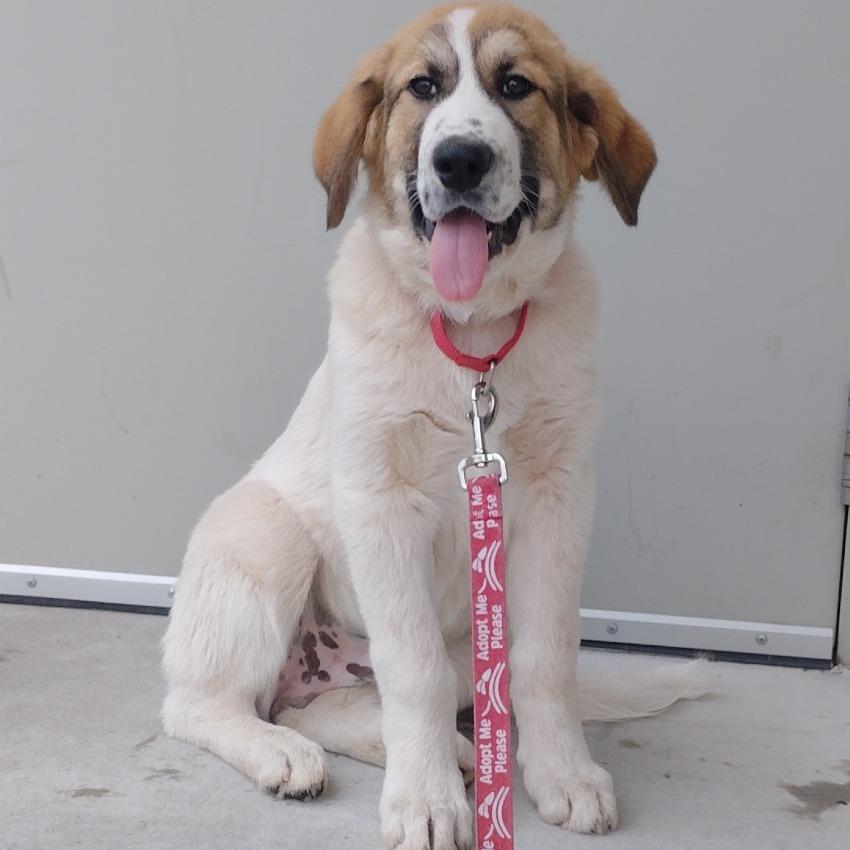 Enlarge Vince, a Adoptable mixed breed in Tulsa, OK image 3/6