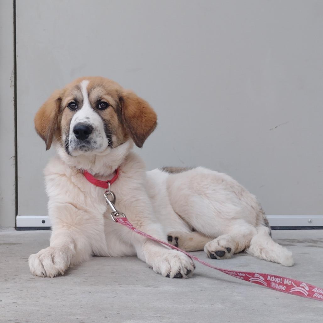 Enlarge Vince, a Adoptable mixed breed in Tulsa, OK image 4/6
