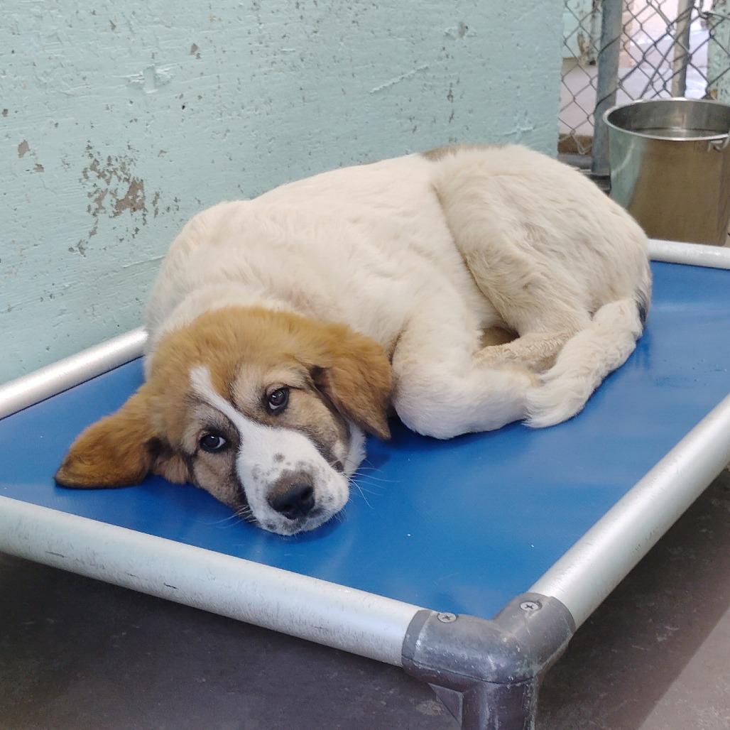 Enlarge Vince, a Adoptable mixed breed in Tulsa, OK image 5/6