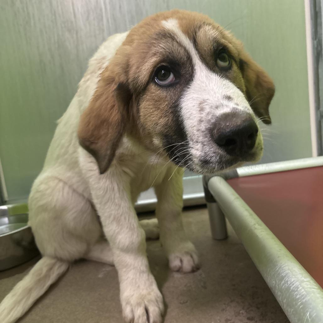 Enlarge Vince, a Adoptable mixed breed in Tulsa, OK image 6/6