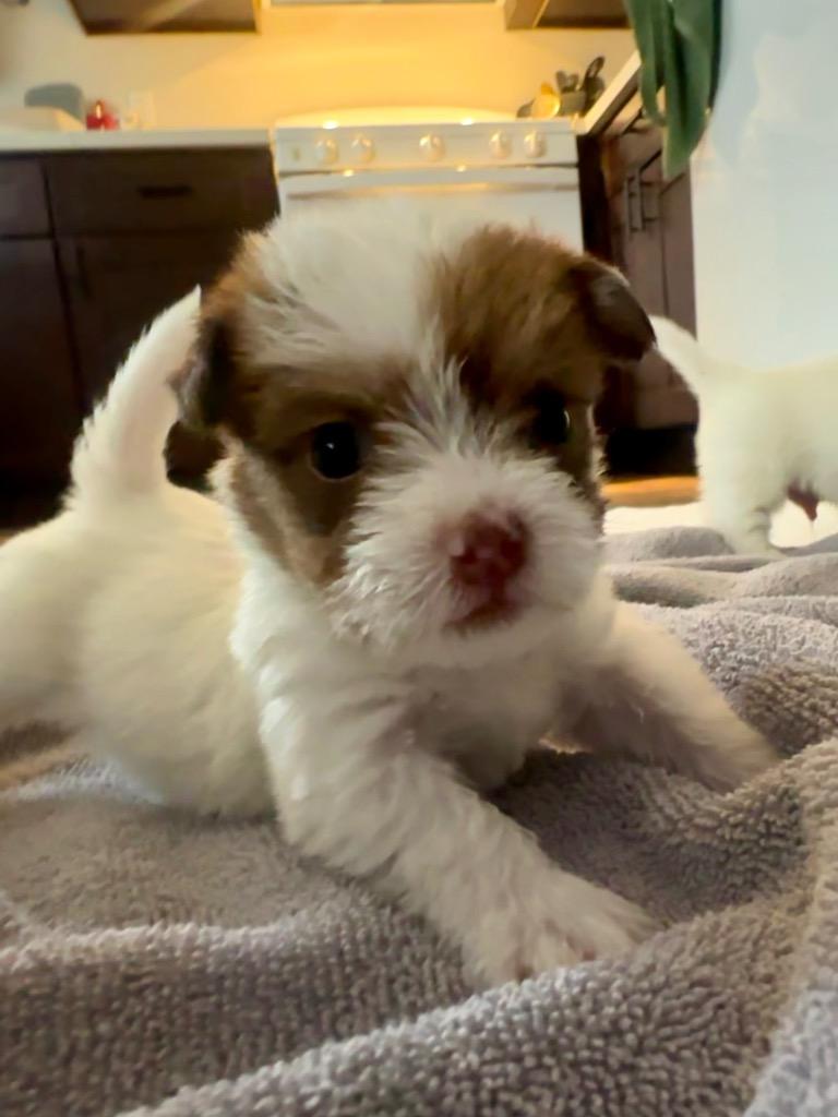 Enlarge Todd, a Adoptable mixed breed in Manhattan Beach, CA image 2/4