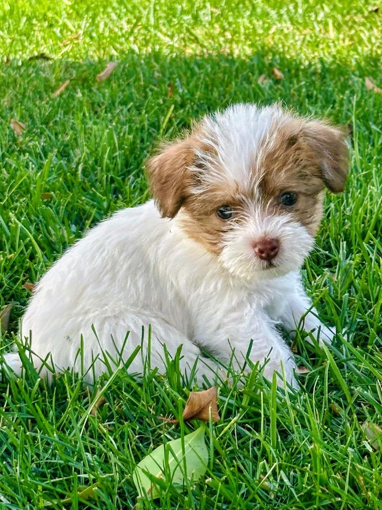 Enlarge Todd, a Adoptable mixed breed in Manhattan Beach, CA image 3/4