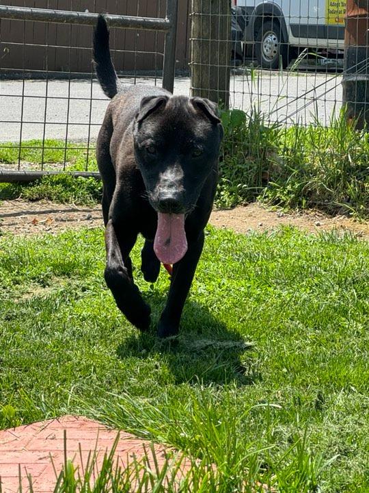 Enlarge Black stone, a Adoptable mixed breed in Pine Grove, PA image 2/2