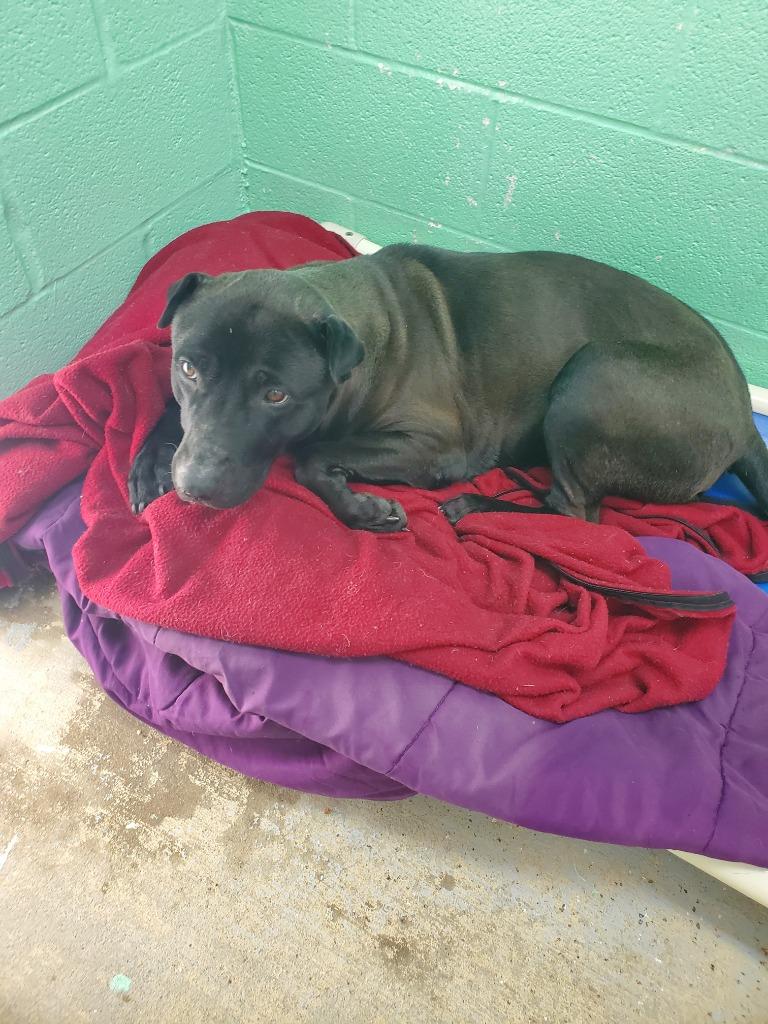 Black stone, Adoptable, Senior Male Shar-Pei & Labrador Retriever.