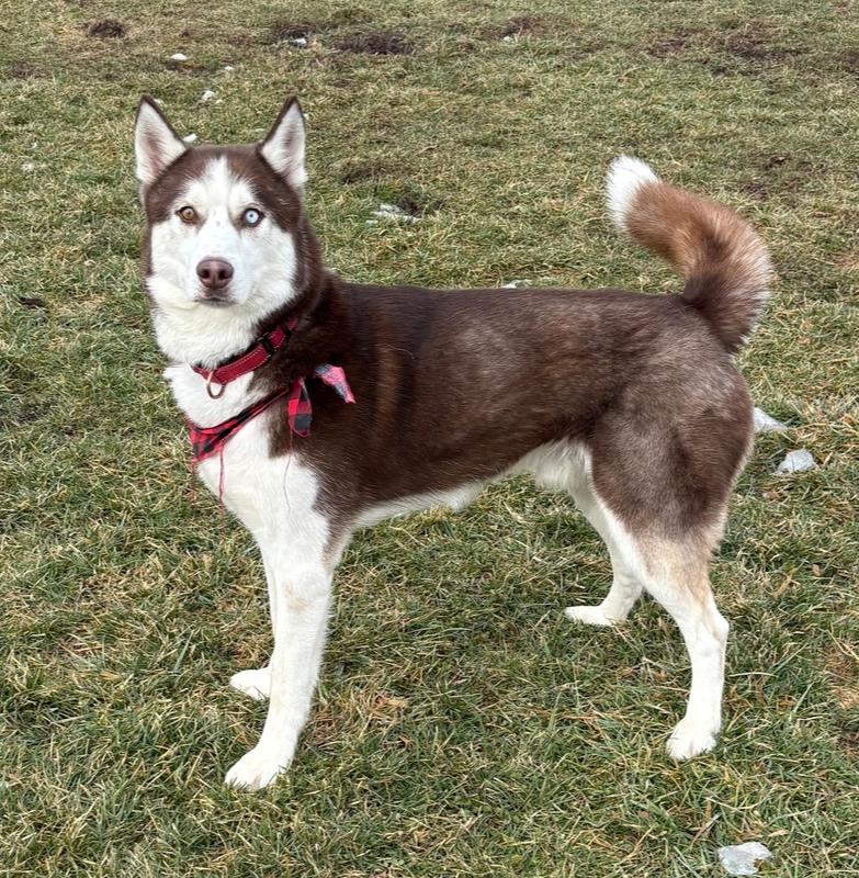 BUTCH - $0 Adoption Fee!, Adoptable, Adult Male Husky.