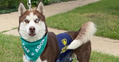 BUTCH - $0 Adoption Fee!, a Adoptable Husky in Rochester, IN image 2/5