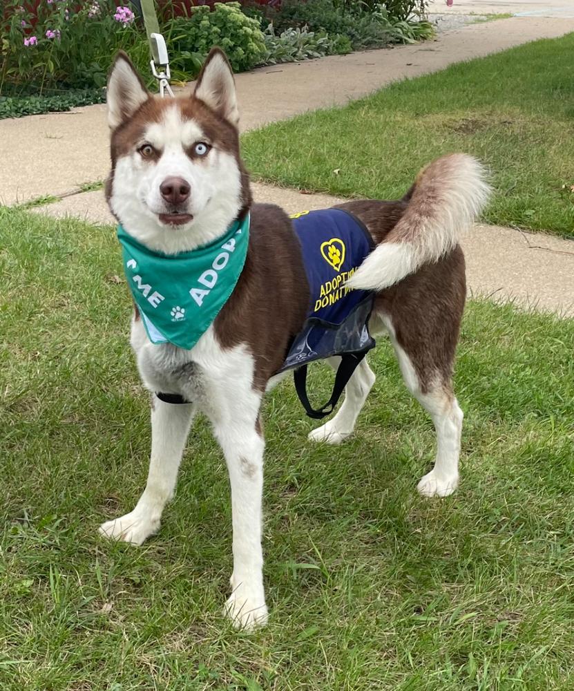 BUTCH - $0 Adoption Fee!, a Adoptable Husky in Rochester, IN image 3/5