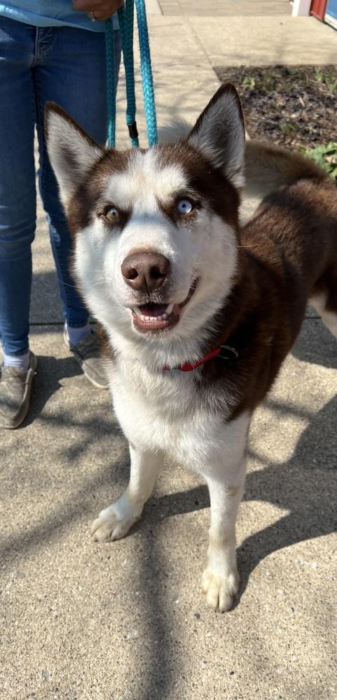 BUTCH - $0 Adoption Fee!, a Adoptable Husky in Rochester, IN image 4/5