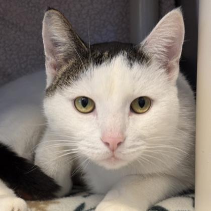 Neeko, ADOPTABLE, Adult Male Domestic Short Hair.