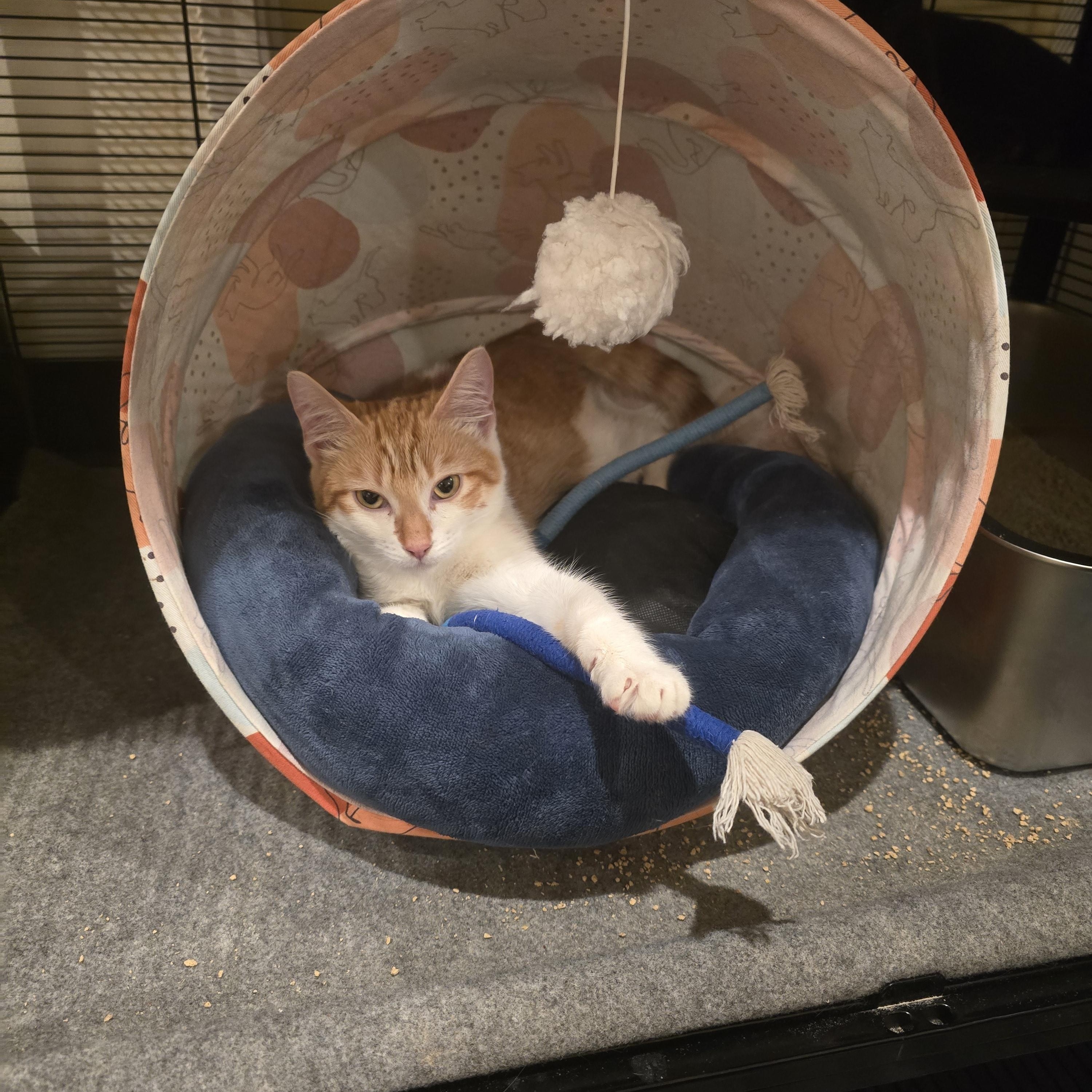 Lucy, Adoptable, Kitten Female Domestic Short Hair & Tabby.