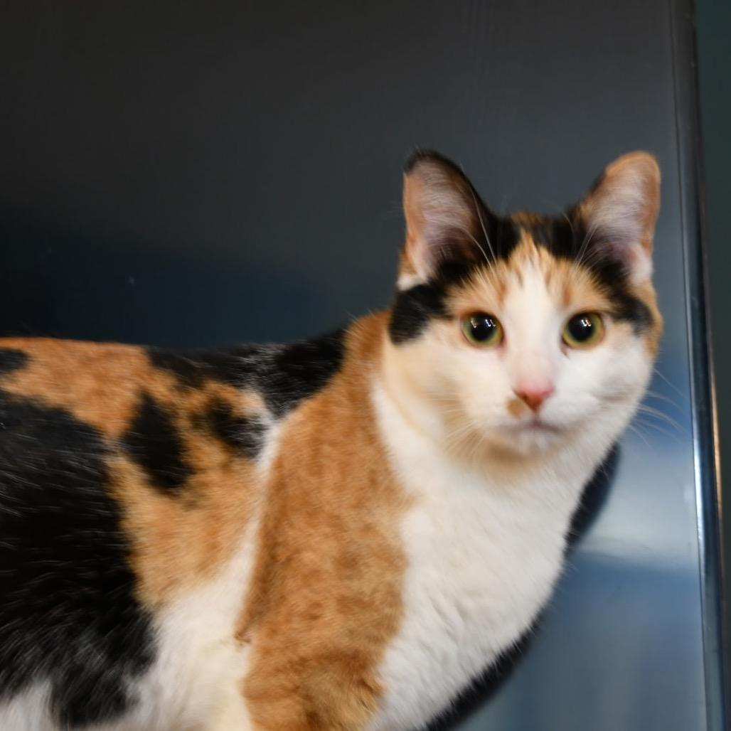 Enlarge Cirrus, a Adoptable mixed breed in Grand Rapids, MN image 1/4