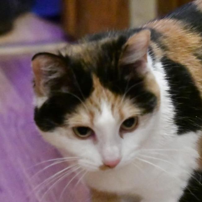 Cirrus, a Adoptable mixed breed in Grand Rapids, MN image 1/4