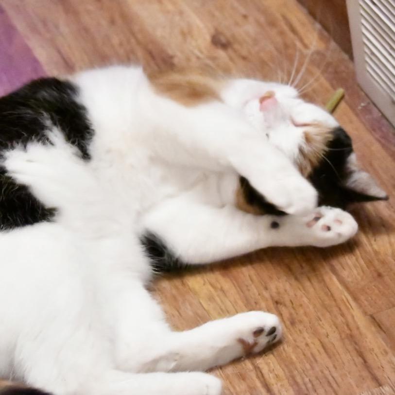 Cirrus, a Adoptable mixed breed in Grand Rapids, MN image 2/4