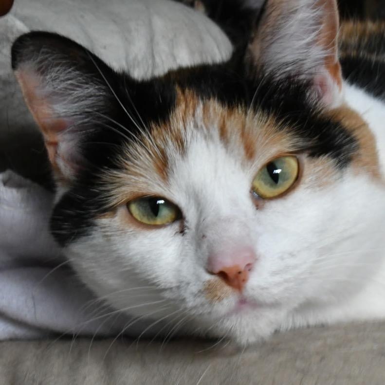 Cirrus, Adoptable, Adult Female Domestic Short Hair & Domestic Short Hair.