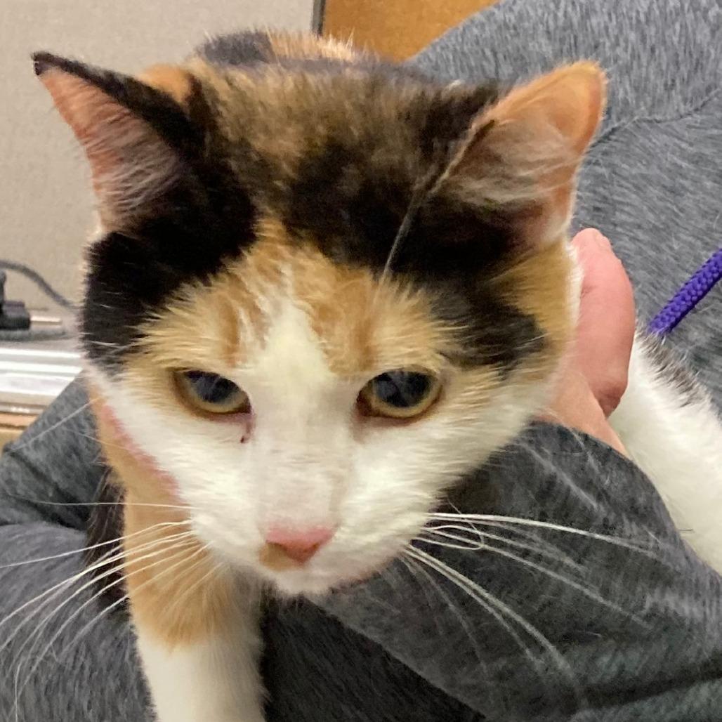 Enlarge Cirrus, a Adoptable mixed breed in Grand Rapids, MN image 2/4