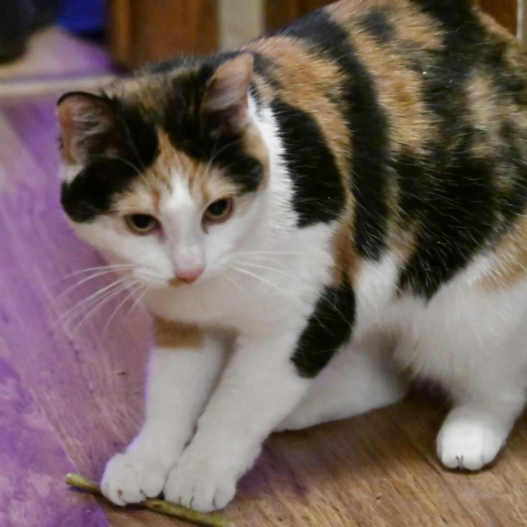 Enlarge Cirrus, a Adoptable mixed breed in Grand Rapids, MN image 3/4