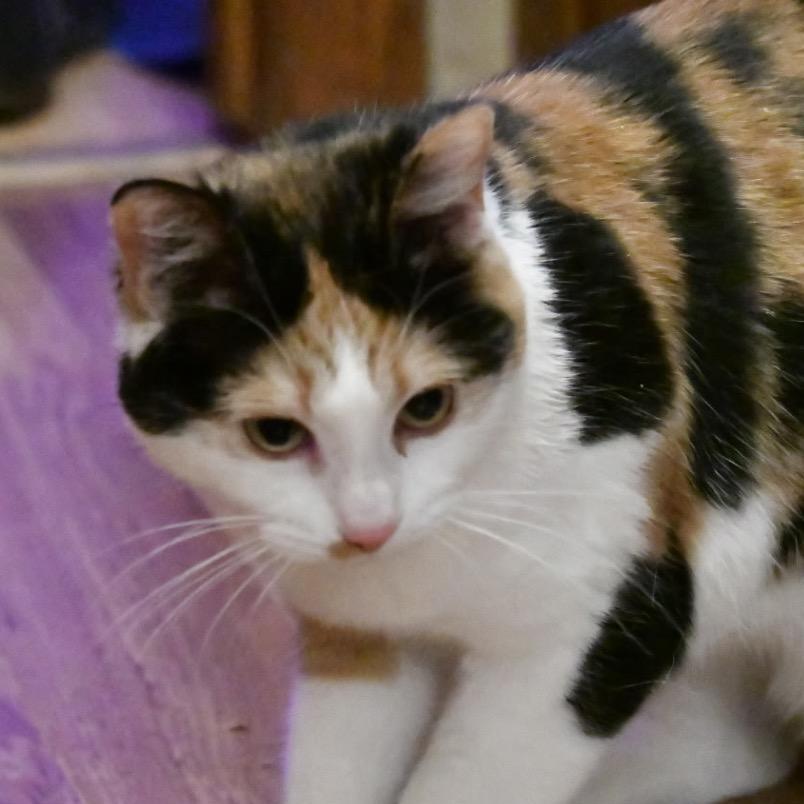 Cirrus, a Adoptable mixed breed in Grand Rapids, MN image 1/4