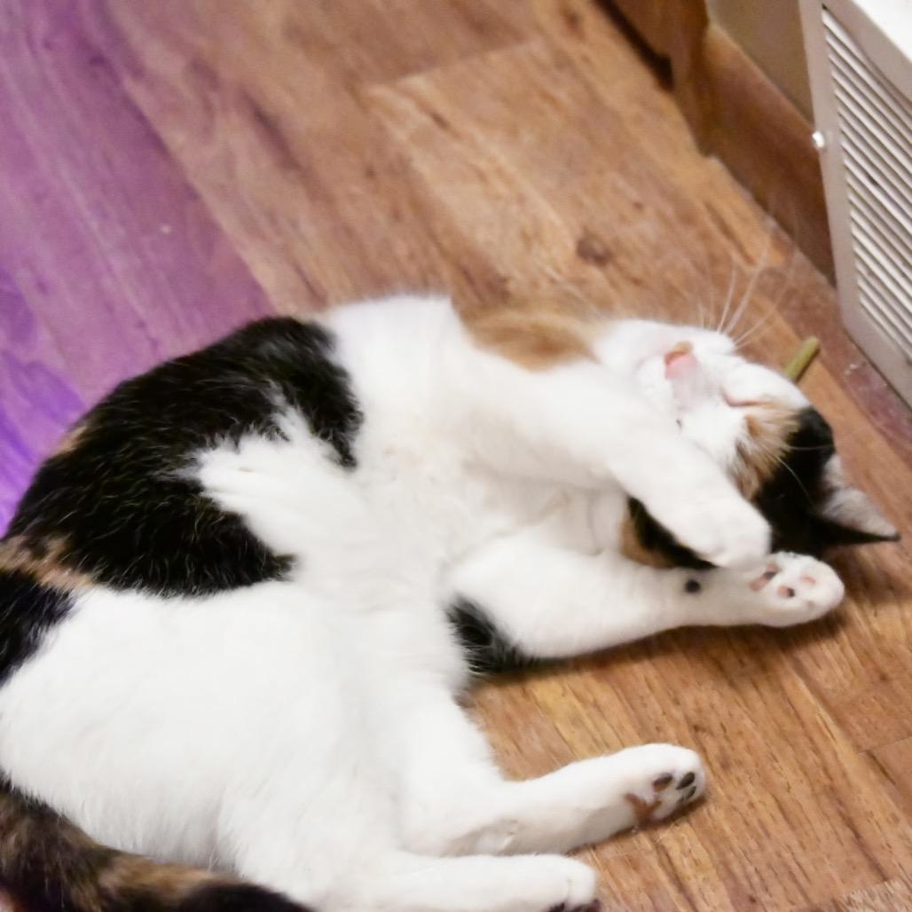 Enlarge Cirrus, a Adoptable mixed breed in Grand Rapids, MN image 4/4