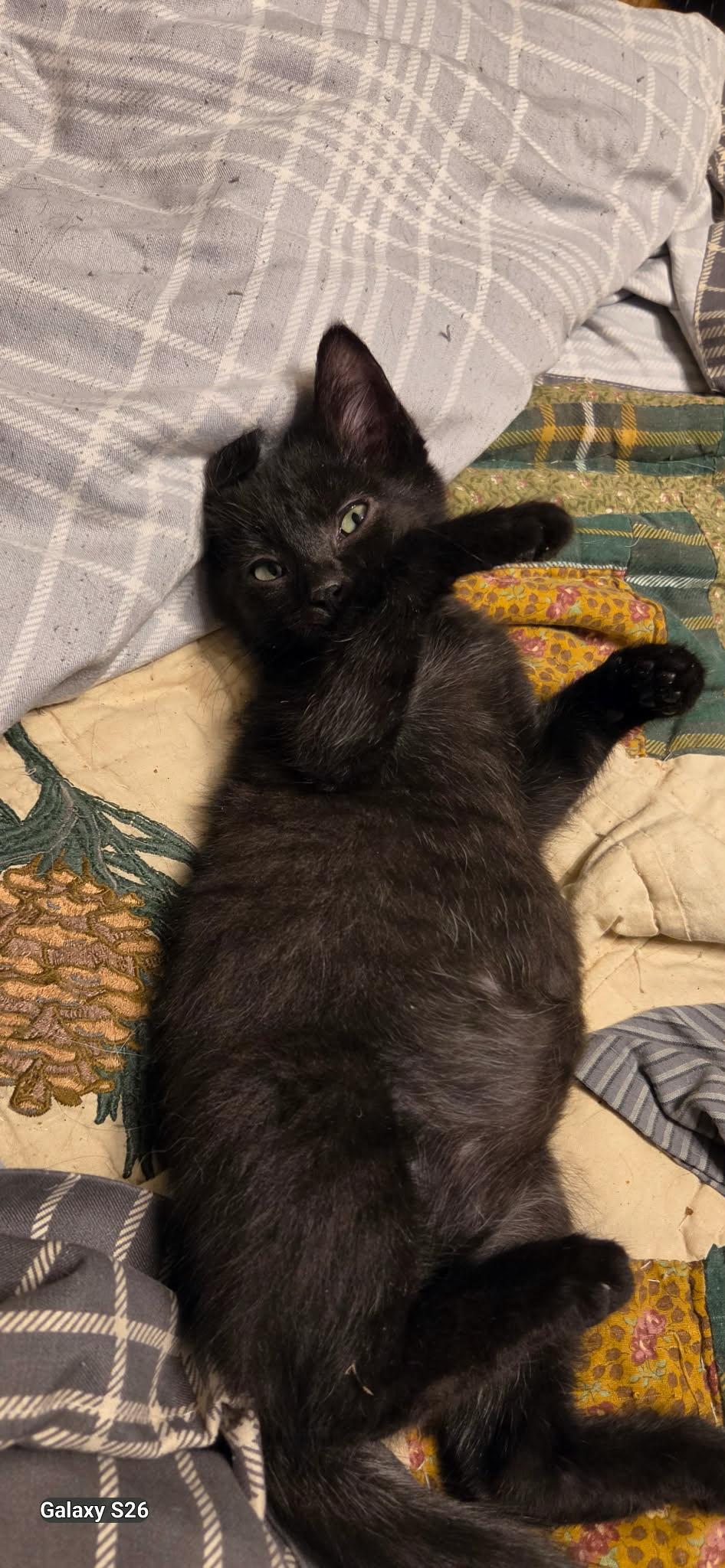 Enlarge Bunny Biscuit, a Adoptable Domestic Short Hair in Martinsville, IN image 2/2