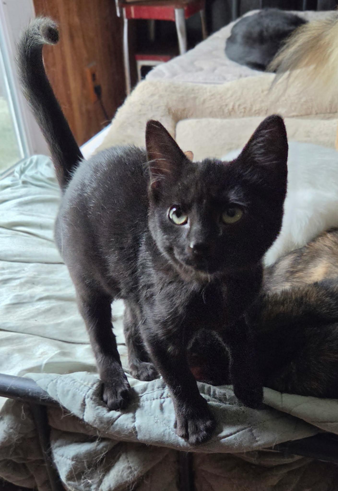 Enlarge Bunny Biscuit, a Adoptable Domestic Short Hair in Martinsville, IN image 1/2